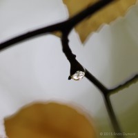 /album/galerie-photos/frida-dumont-img-4450-jpg/